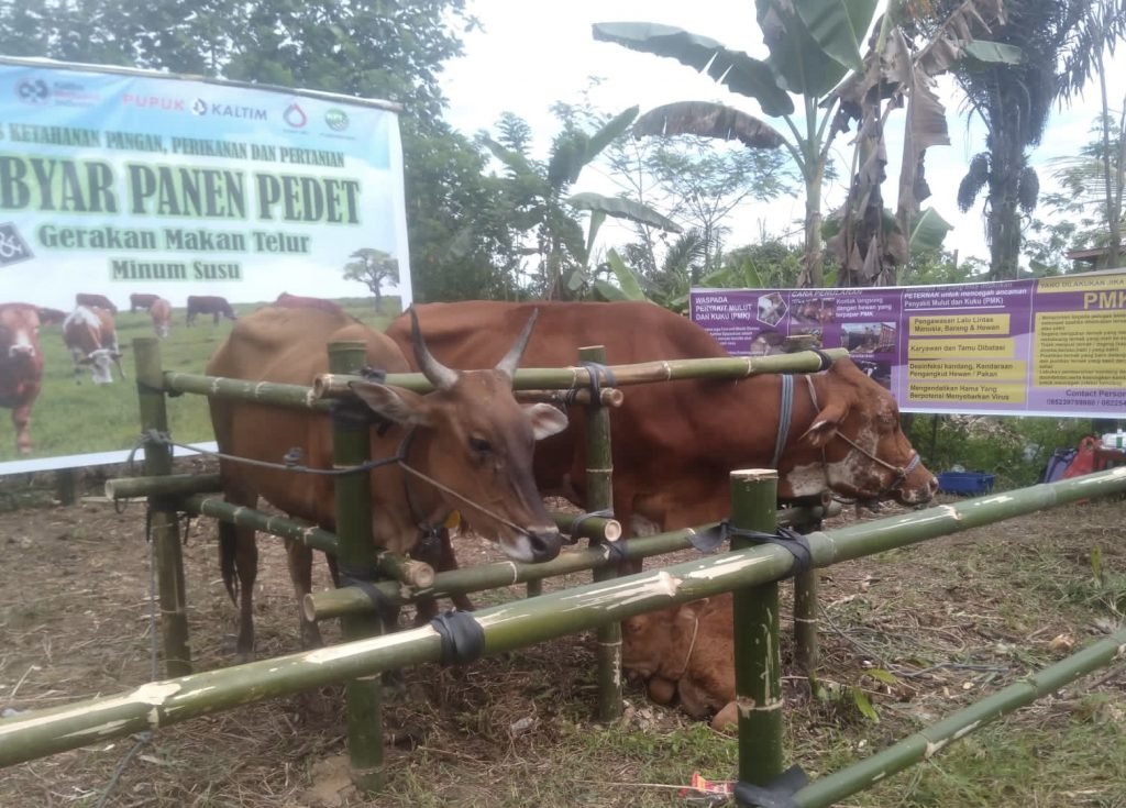 Wabah PMK Belum Terdeteksi di Bontang