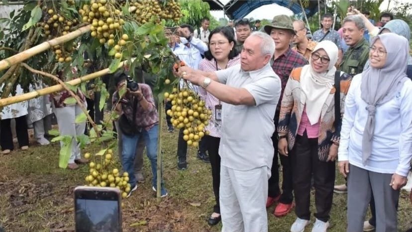 Diluncurkan, Benih Pisang Unggul Melalui Metode Kultur Jaringan