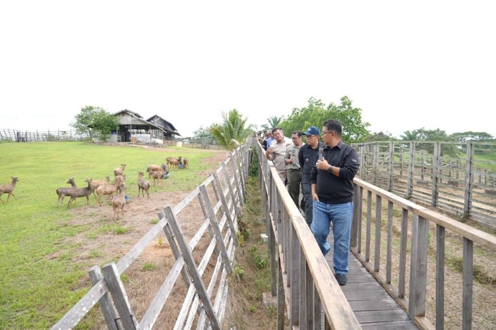 Penjabat (Pj) Gubernur Kalimantan Timur (Kaltim) Akmal Malik memuji keberhasilan UPTD Pembibitan Ternak Hijauan Pakan Ternak (PTHPT) Dinas Peternakan dan Kesehatan Hewan Provinsi Kaltim dalam budidaya rusa sambar.