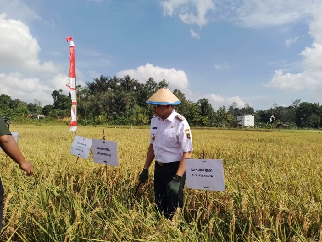 30 Hektar Padi Sawah di Sambutan Samarinda Siap di Panen Wali Kota Samarinda Andi Harun, bersama Kelompok Tani Agrowisata melakukan Panen Raya Padi Sawah di Kelurahan Sambutan, Kecamatan Sambutan, Samarinda, Kalimantan Timur (Kaltim), Rabu (6/3/2024).