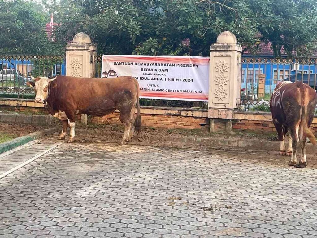 Islamic Center Samarinda Terima Banpres Jokowi Sapi Kurban 966 Kilogram Masjid Baitul Muttaqien Islamic Center Samarinda Kalimantan Timur (Kaltim) kembali menjadi lokasi penerimaan hewan kurban Hari Raya Iduladha 1445 Hijriyah 2024.