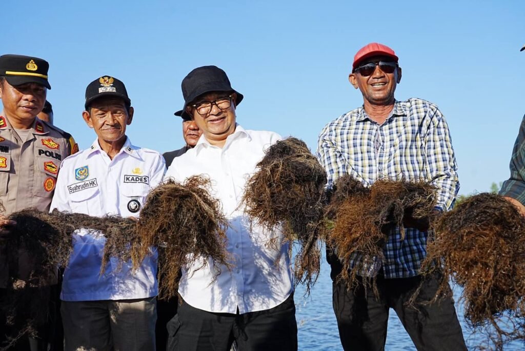 Potensi Rumput Laut Paser-PPU, Akmal Rencana Tawarkan Investor Luar Buat Pabrik Pengolahan