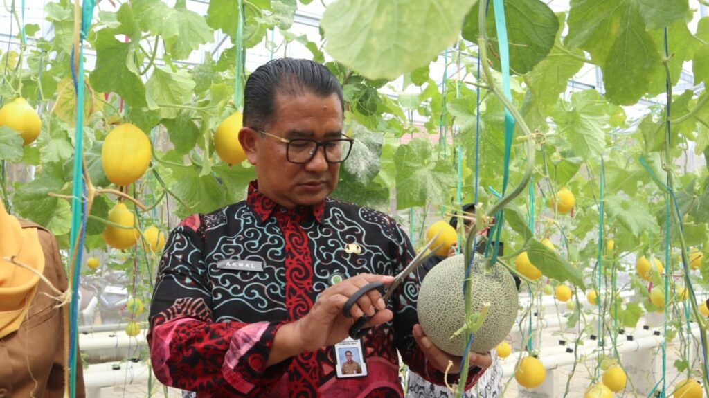 Panen Melon Perdana SMAN 5 Samarinda, Akmal Malik: Pendidikan Harus Mengajarkan Proses, Bukan Hanya Hasil