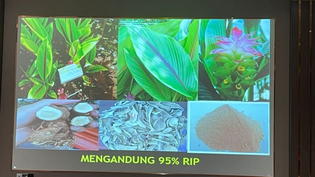 Cara Pengolahan Temu Putih dalam Mengobati Kanker