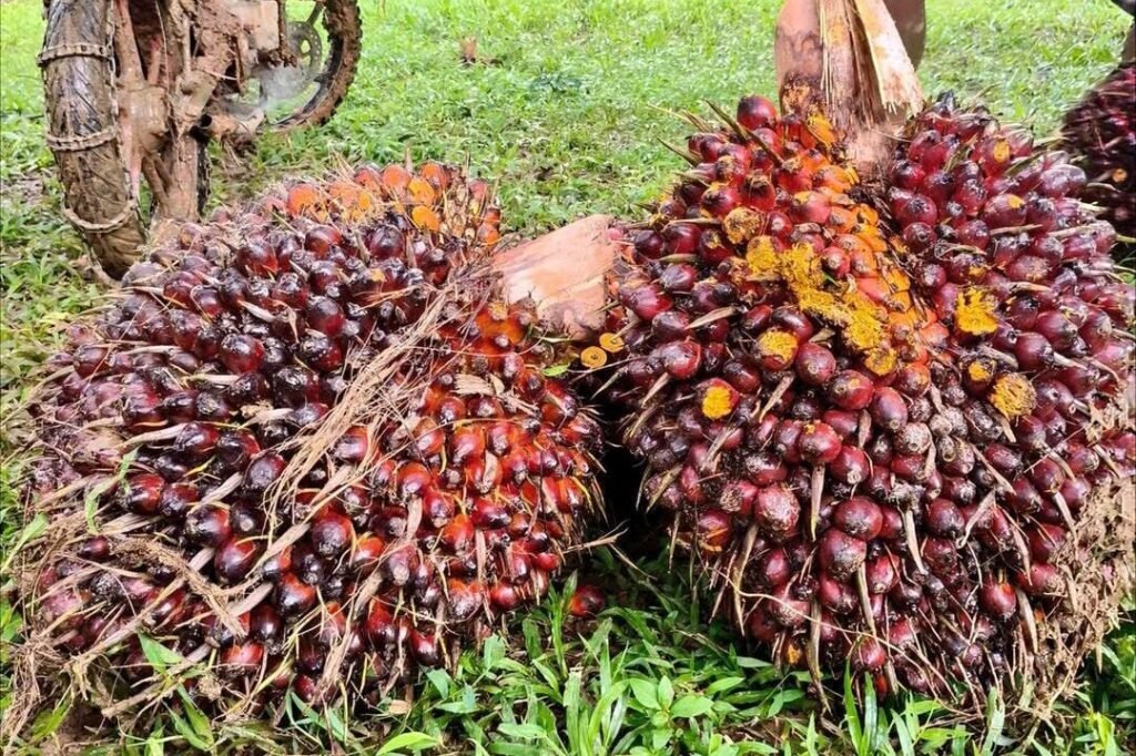 CPO dan Kernel Naik, Harga Tandan Buah Segar Sawit di Kaltim Ikut Terdongkrak